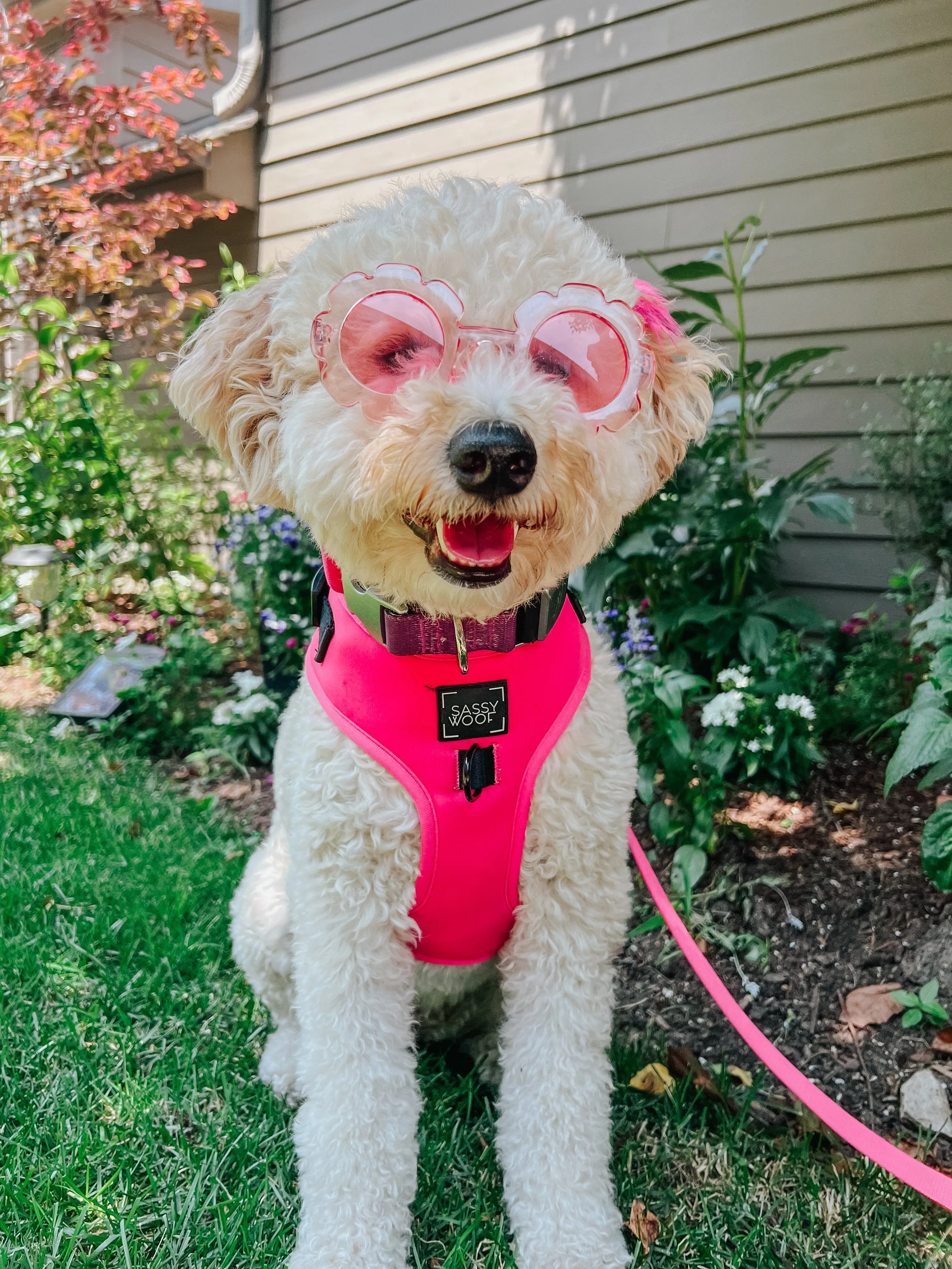 Dog Leash - Neon Pink