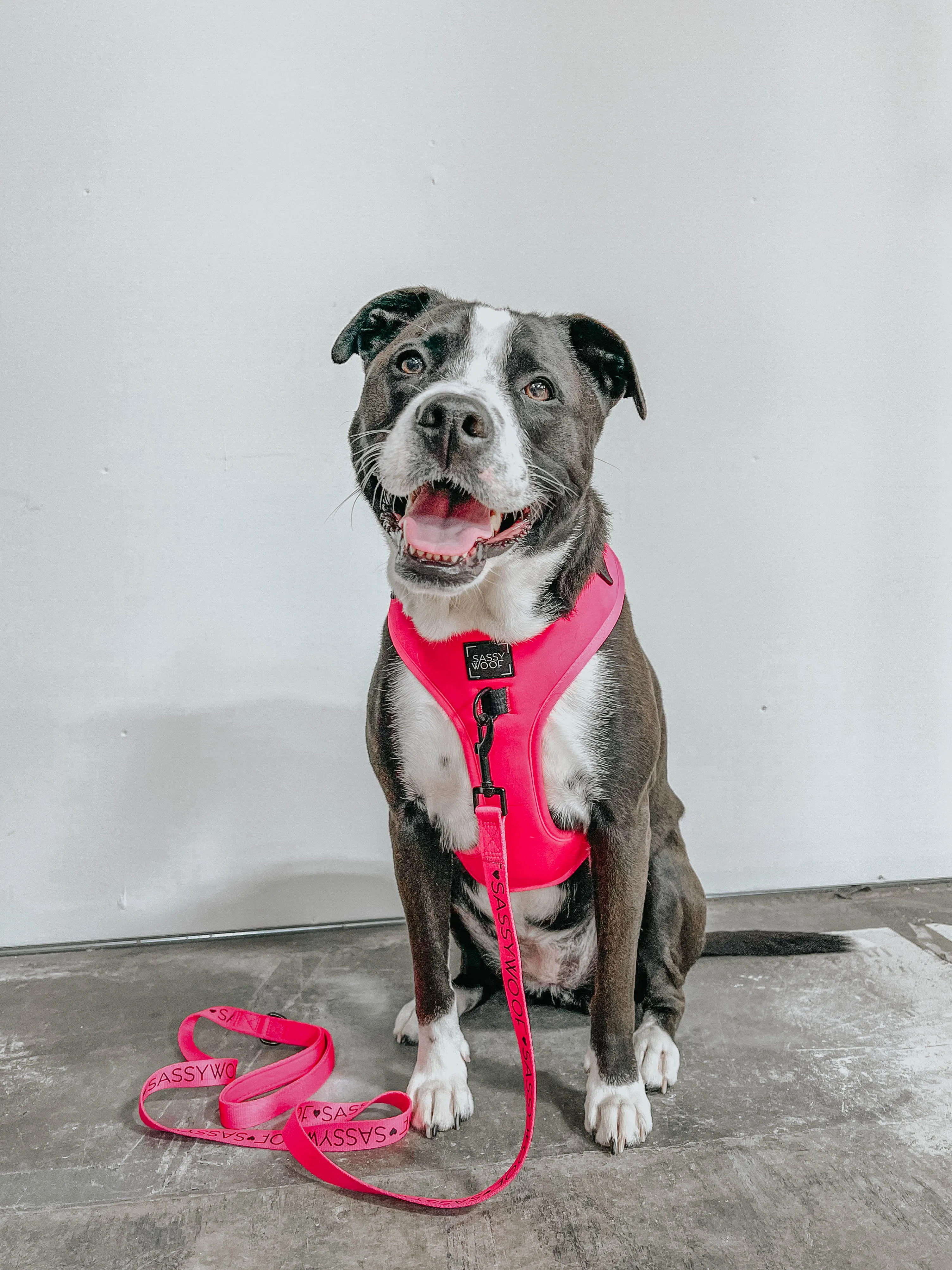 Dog Leash - Neon Pink