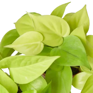 Pothos 'Neon'